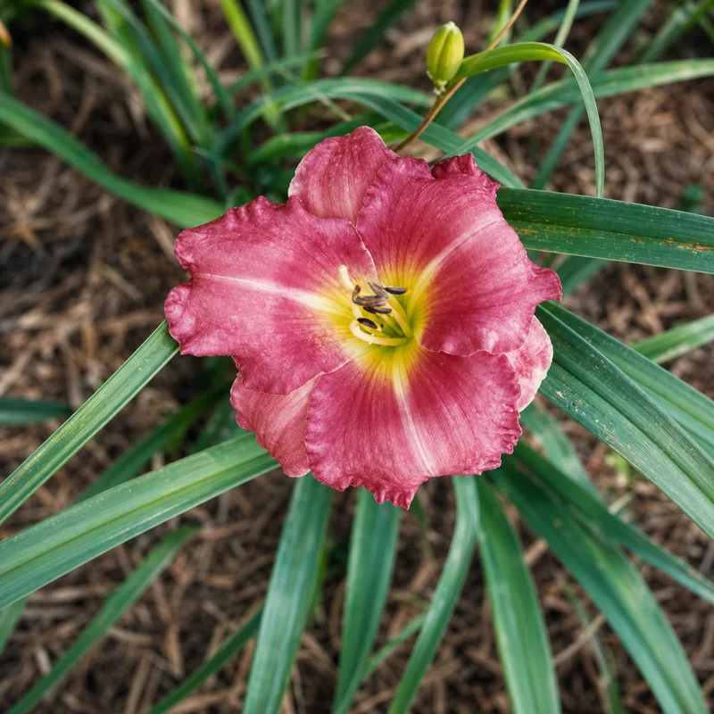 Debra Denise