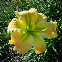 Killer Green Bananas AHS image