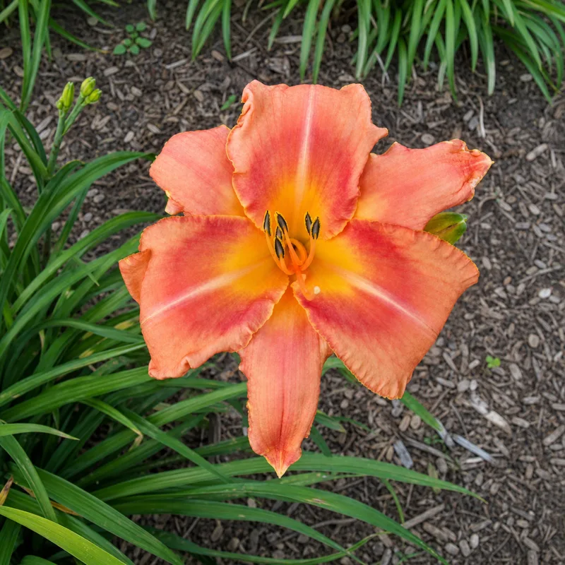 Decatur Apricot