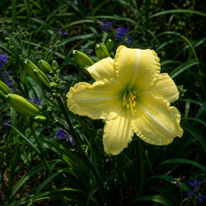 Decatur Aristocrat