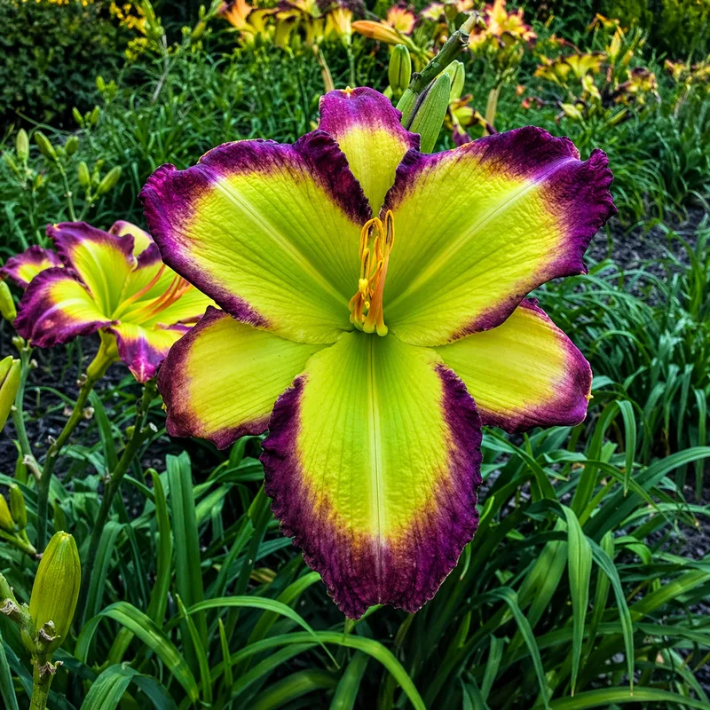 Pop Pop Louis daylily bloom