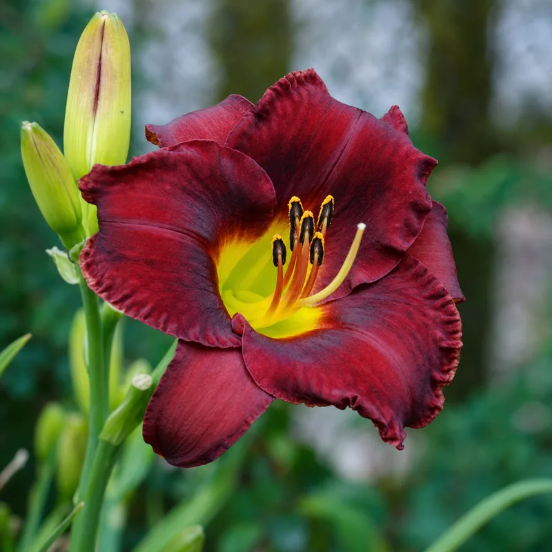 Decatur Burgundy
