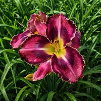 Plum Stunning AHS image