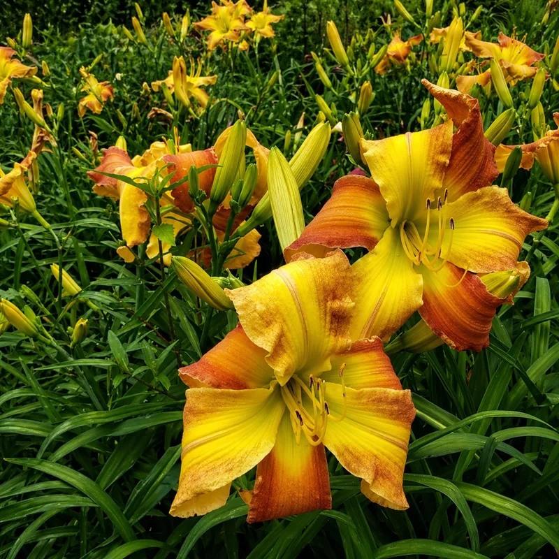 The Mayor of Browns Ferry daylily bloom