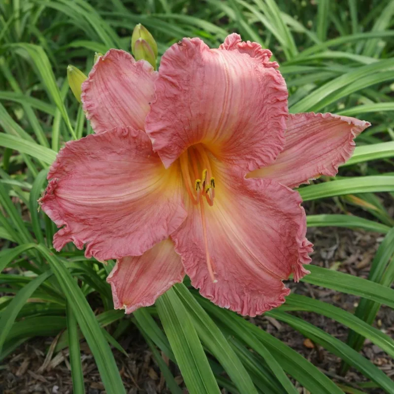 Decatur Captivation AHS image