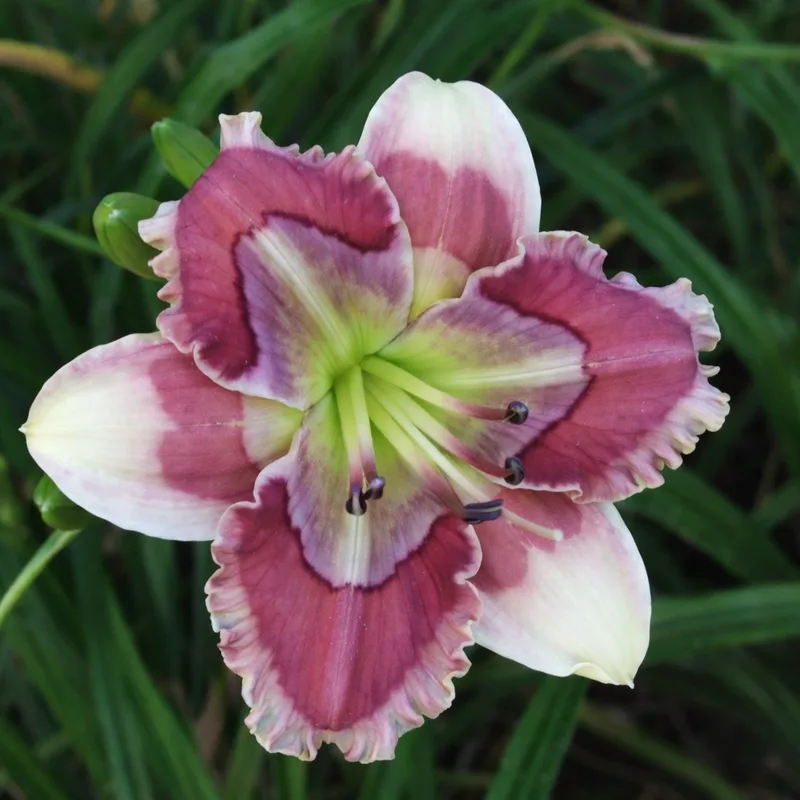 Lillian's Pretty and Prissy daylily bloom
