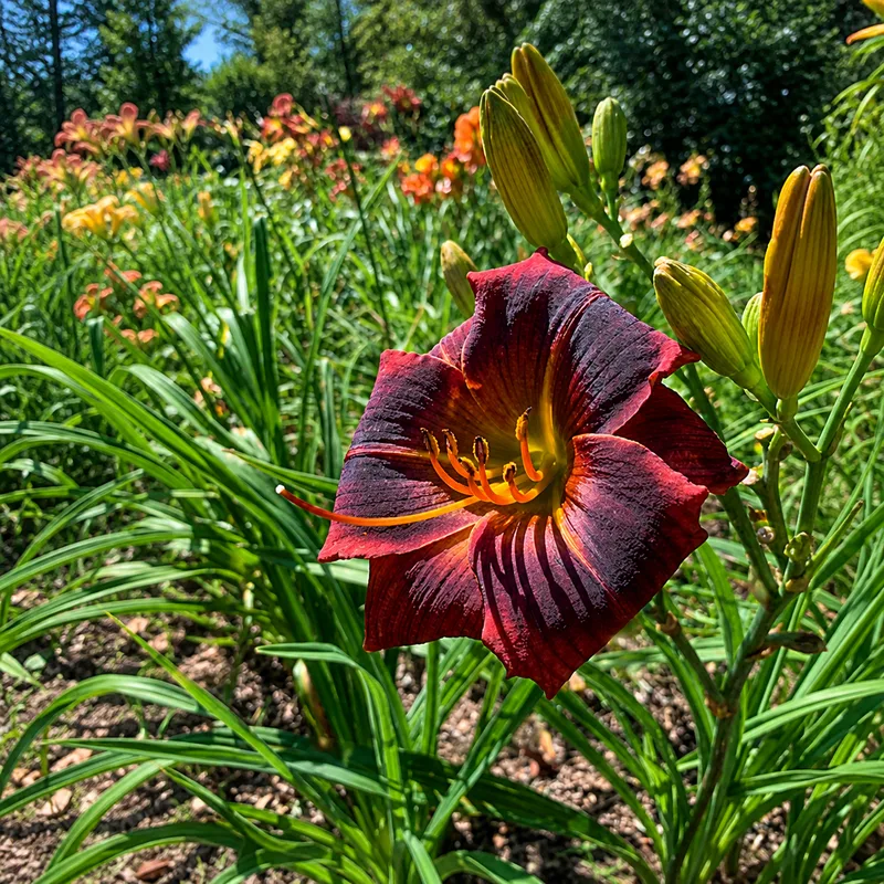 Black Eyes Matter