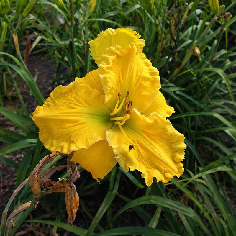 Yellowcard daylily bloom