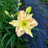 Buddy's Big Mama AHS image