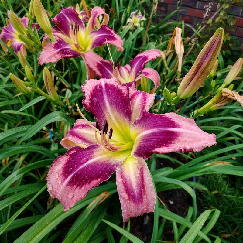Annastacia's Sunshine