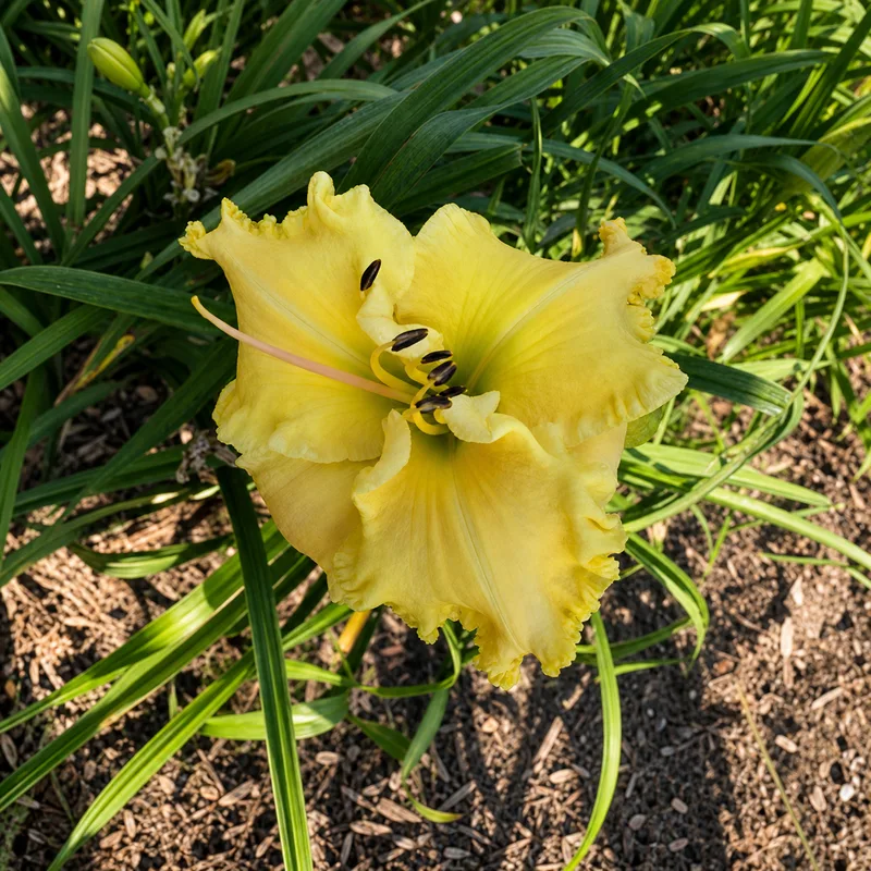 Yellow Beehive