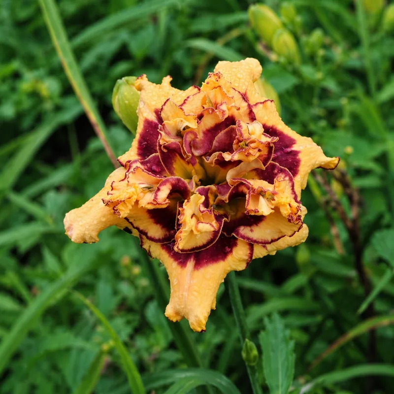 Moment of Breathlessness daylily bloom