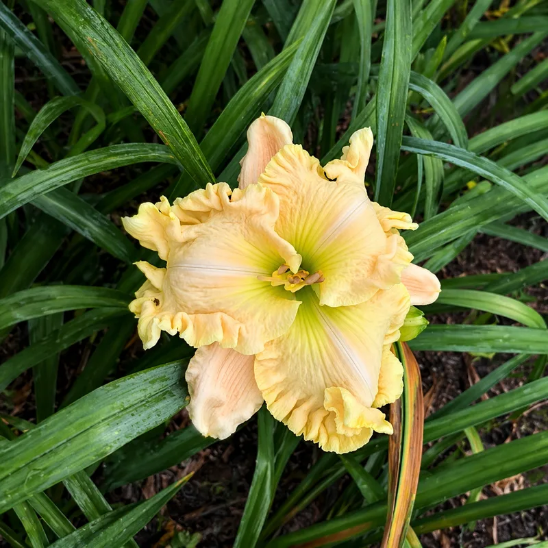 Ruffled Showcase daylily bloom