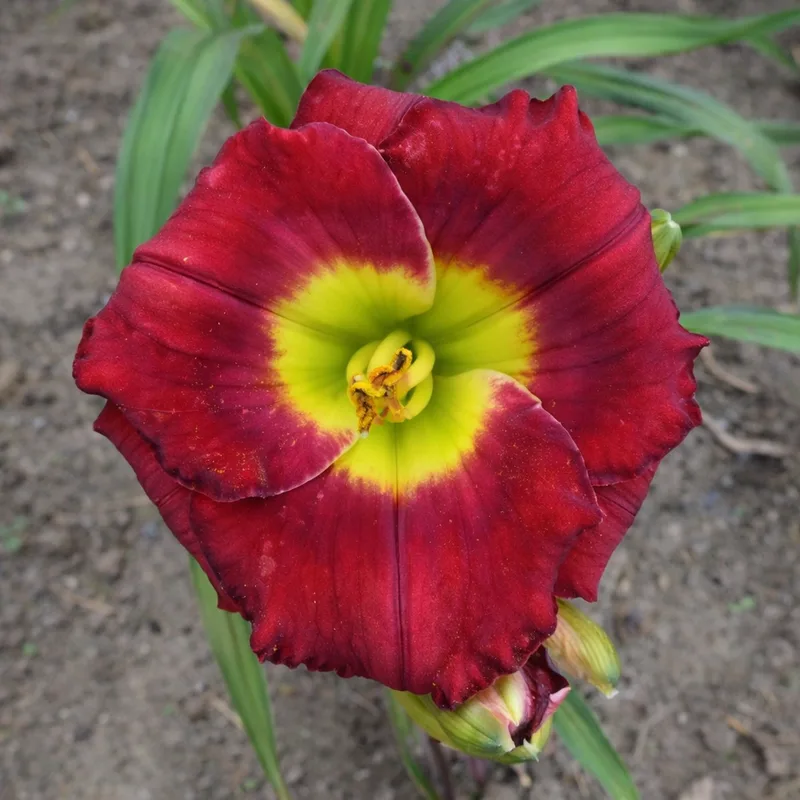 Baby Beatnik daylily bloom