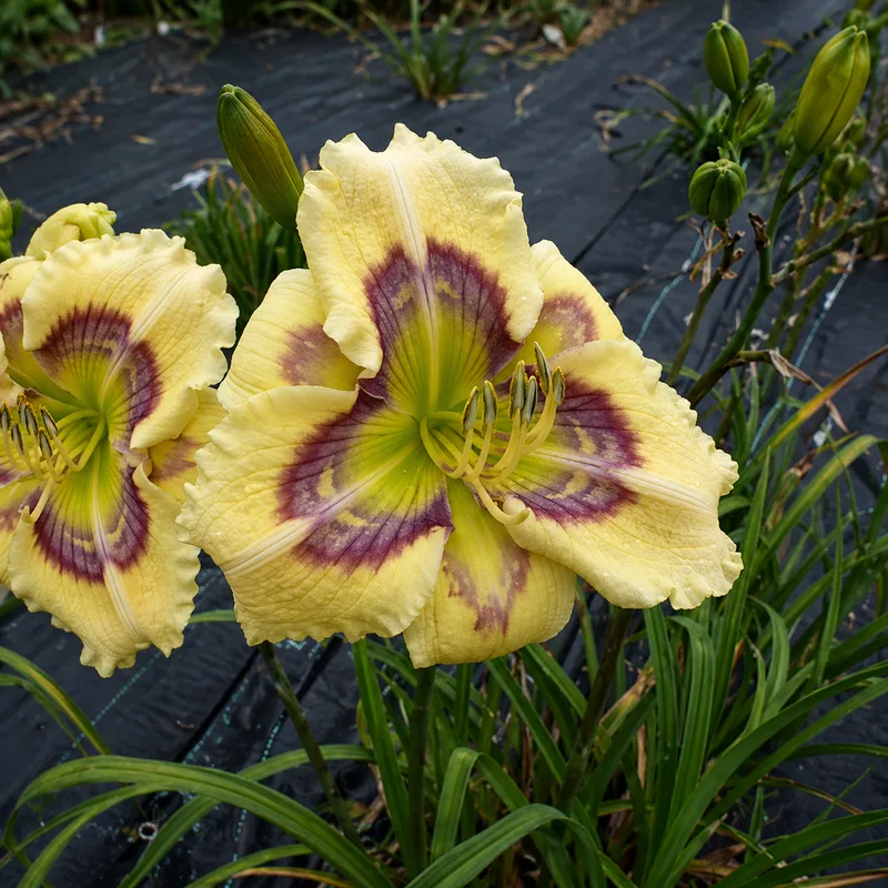 Floral Bliss AHS image