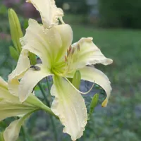 Makon Cline AHS image