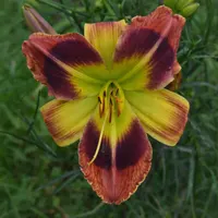 Mahogany Spring AHS image