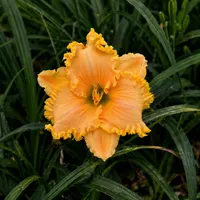 Patrician Peach AHS image