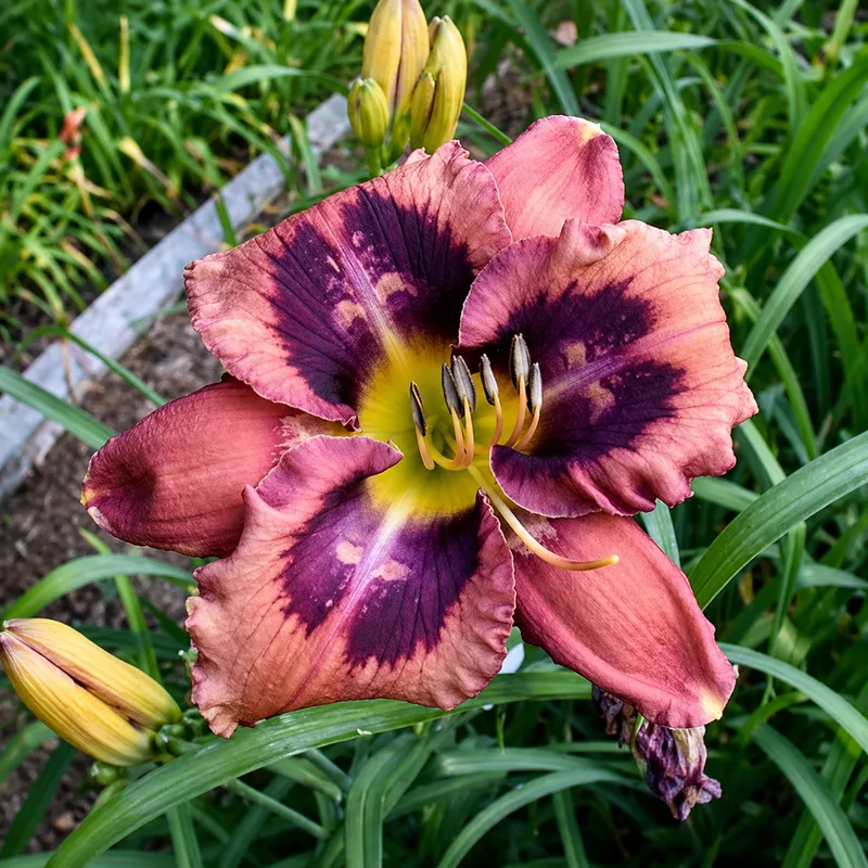 Shattered Image daylily bloom