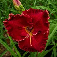 Spacecoast Bloodwine AHS image