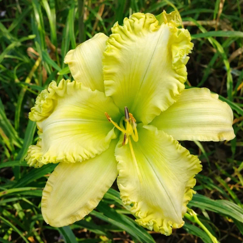 Spacecoast Sun Chaser daylily bloom