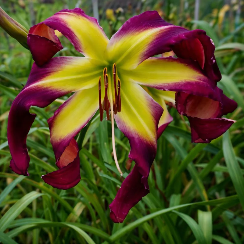 Spacecoast Twister daylily bloom