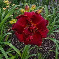 Spacecoast Grand Desire AHS image