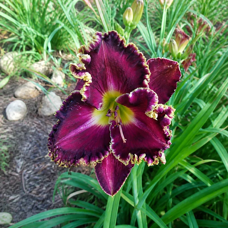 Paradise Dark Velvet