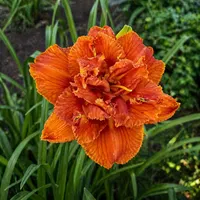 Double Blazing Busby AHS image