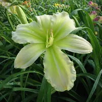 Rolling Oaks Honeydew AHS image