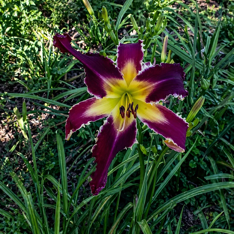 Monster Hunter daylily bloom