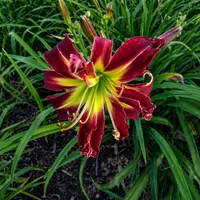 Red Widow AHS image
