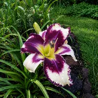 Buddy's Inez AHS image
