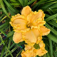 Rolling Oaks Cheddar Ruffles AHS image