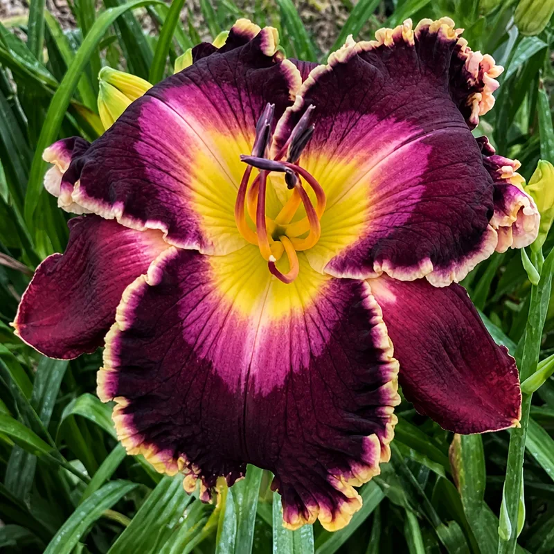 Regal Wildberry
