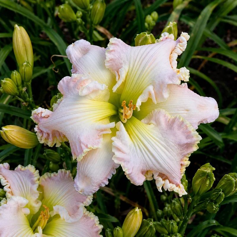 Merry Mermaids daylily bloom