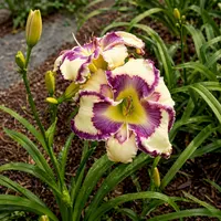 Purple Eyed Posy AHS image