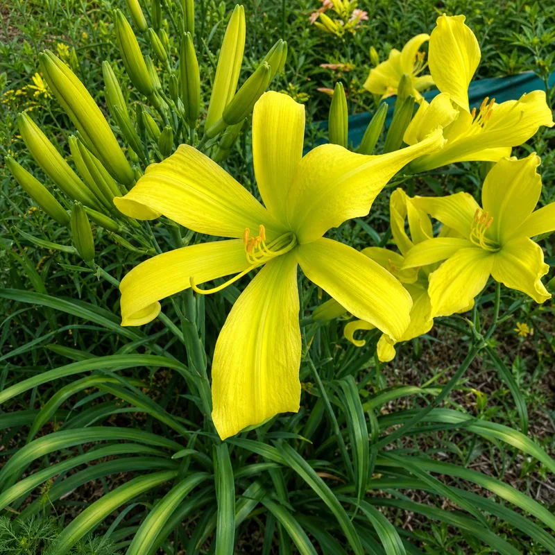 A Garden Jubilee for Angie