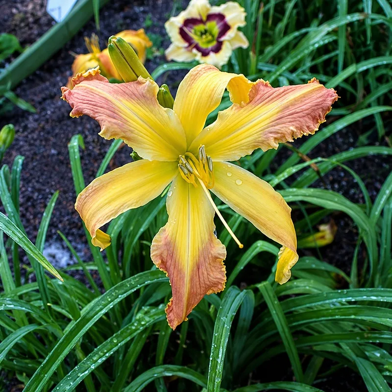 Buddy's Big 'Un AHS image