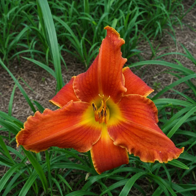 Fiery Disposition