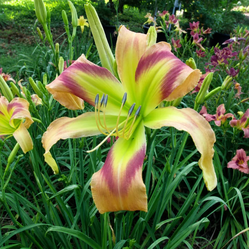 Adrienne's Rainbow