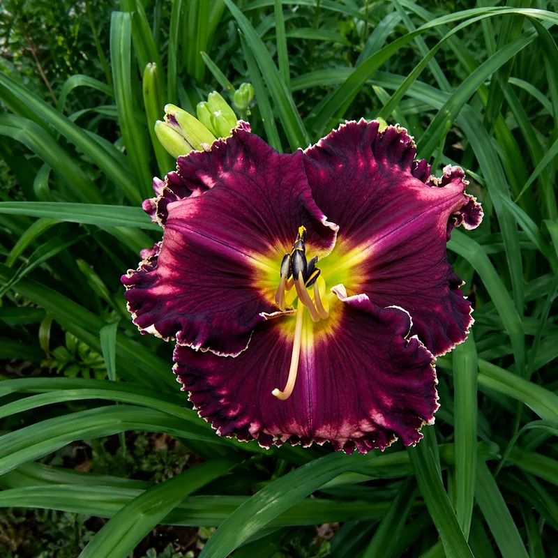 Witches Sabbath daylily bloom