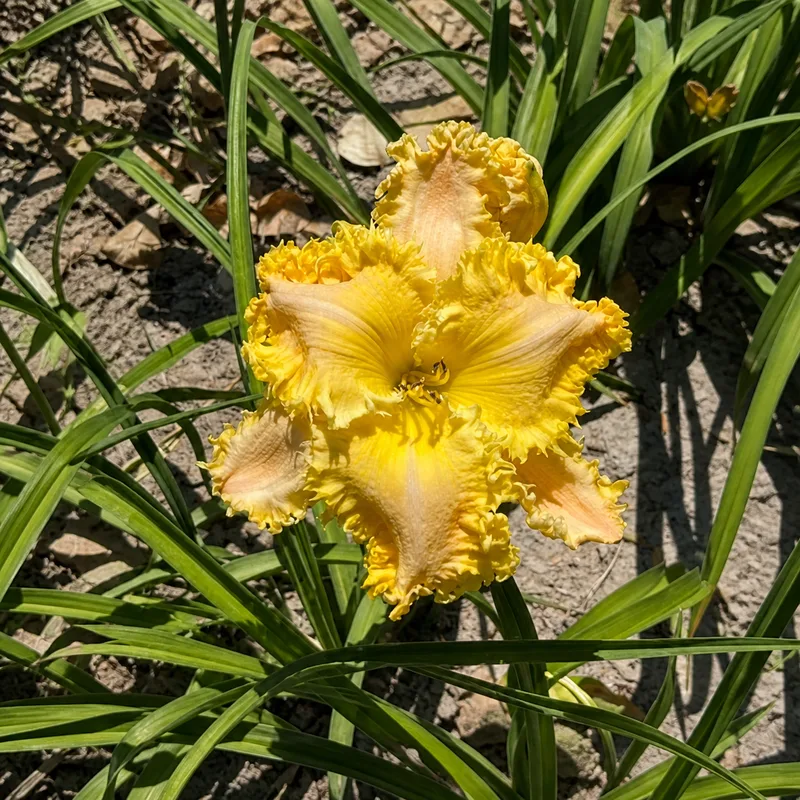 Infertile Myrtle