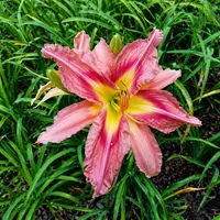 Remembering Bob Catherwood AHS image