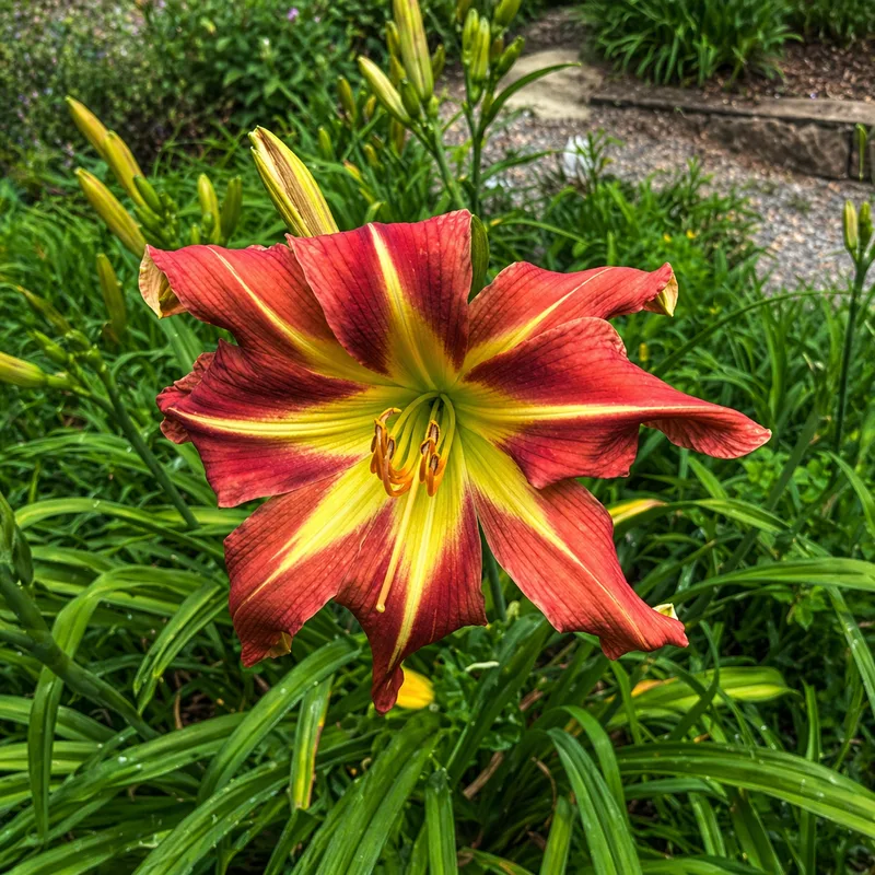 Remembering Chris Linker daylily bloom