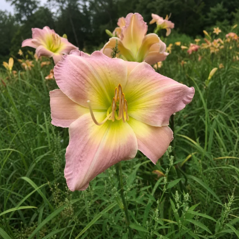 Aberfoyle Blush
