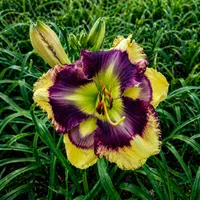 Spacecoast Big Country Dreams AHS image