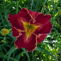Spacecoast Crimson Icon AHS image
