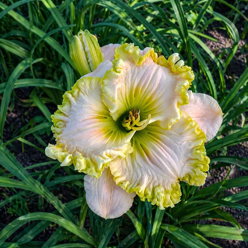A Little Slice of Heaven daylily bloom
