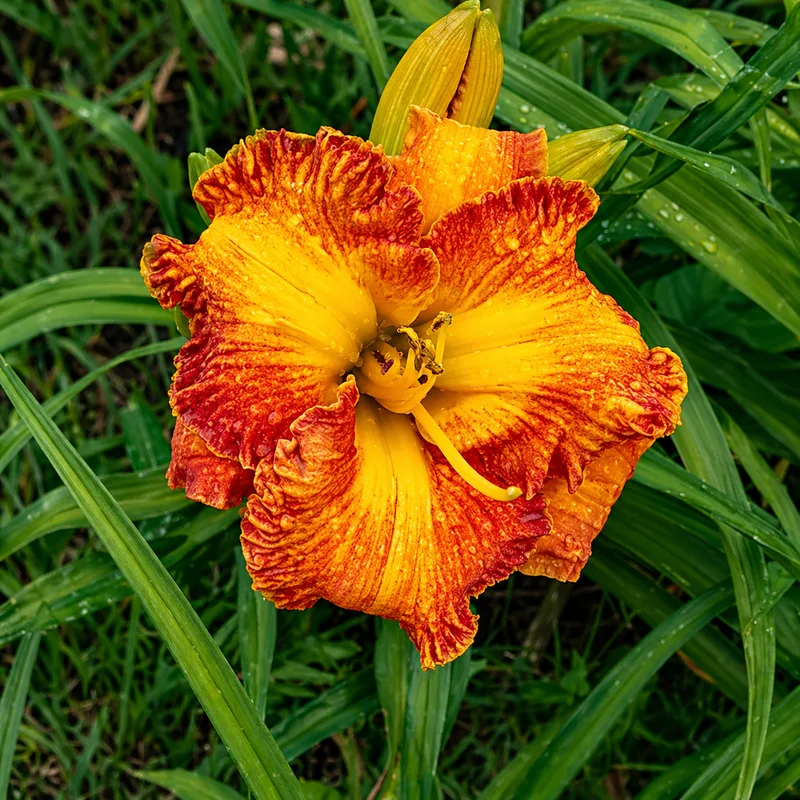 THEY CALL ME THE STREAK daylily bloom